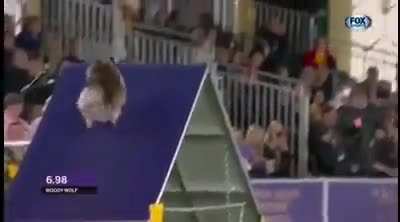 Most talented pomeranian