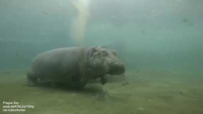 Hippos can't swim, they walk or bounce off the bottom. It&rsquo;s a kind of gallop.