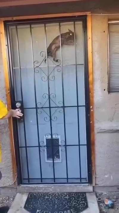 D&ouml;ggy