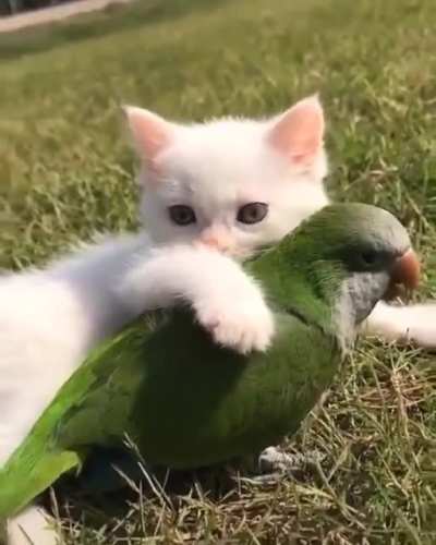 smol frens