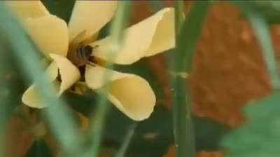 Birds vs bees