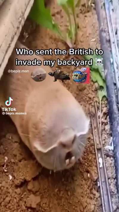God save the queen 