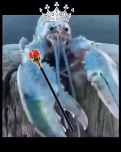 Royal Lobster