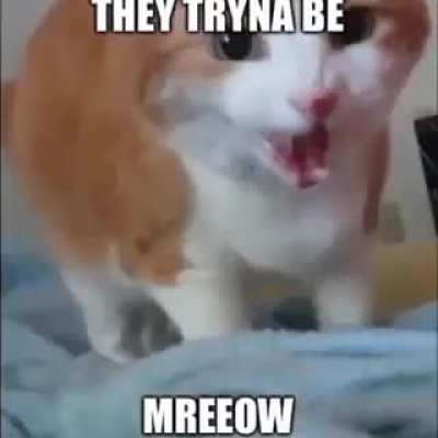 playboi cati