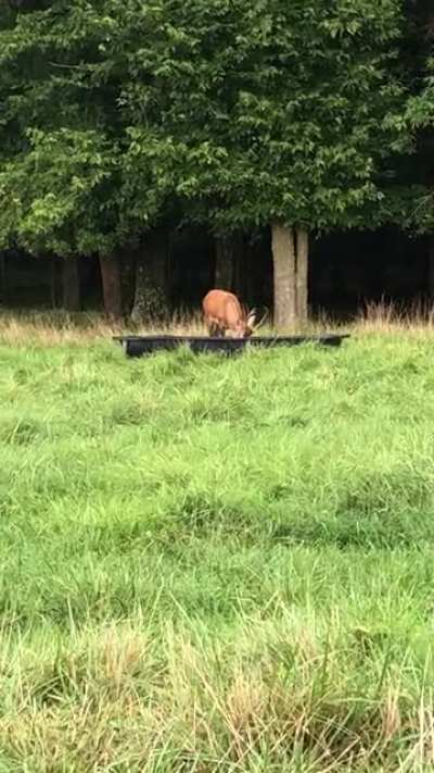 Here&rsquo;s a video of our Red buck eating grain. Does are in the woods.