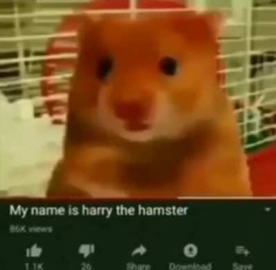 hampter