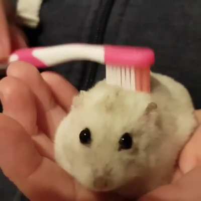 Brushy brushy
