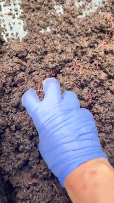 Worms!!!