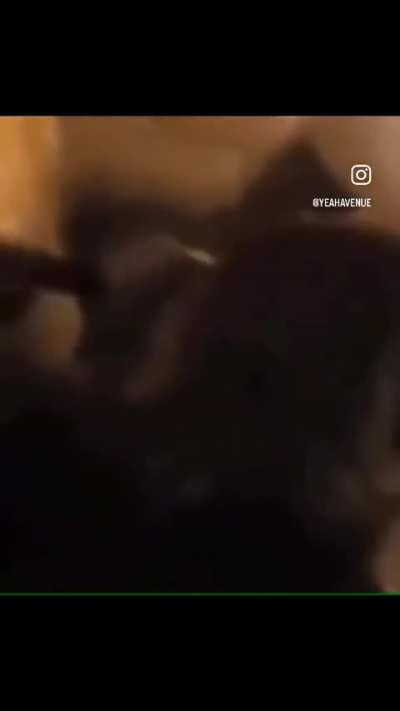 That&rsquo;s a weird looking cat