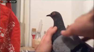 Pigeon