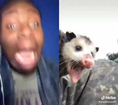 Opossums are the only marsupial in the USA