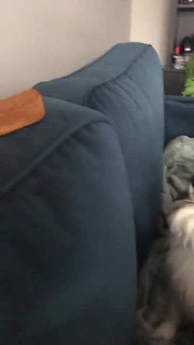 I think my doggo wants the cake, not sure though&hellip;