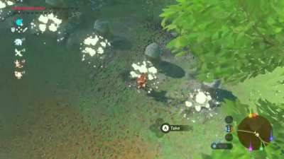 Korok Surprise