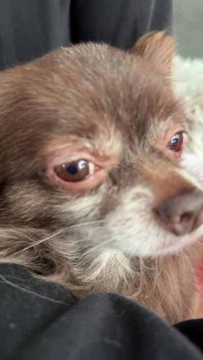 He looks offended&hellip; but he asked for more scratches