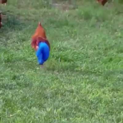 Thanks I hate pants chicken