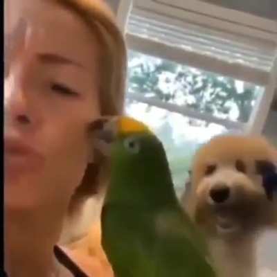 cachorro do caraio