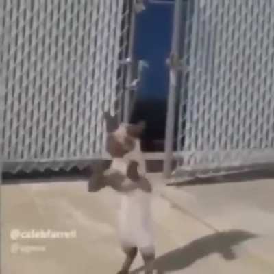 Gato