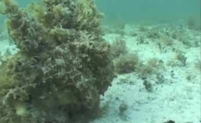 This octopus&rsquo;s camouflage makes it almost entirely invisible, until it changes color
