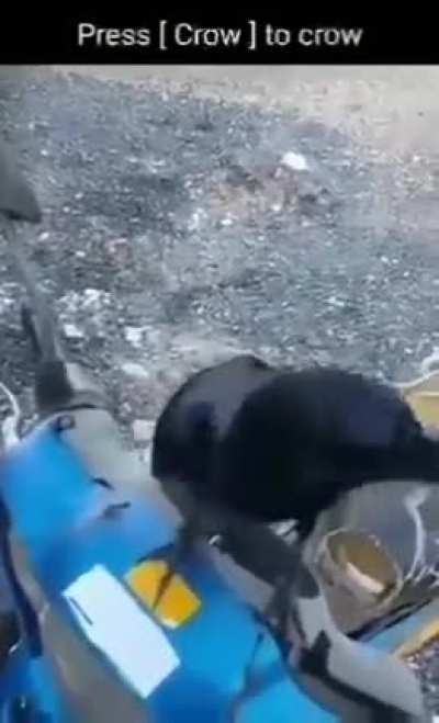bro forgot how to crow
