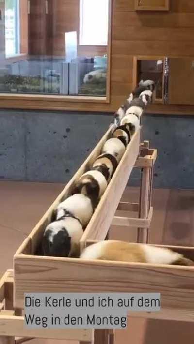 Мы с пацанами мчимся в понедельник.