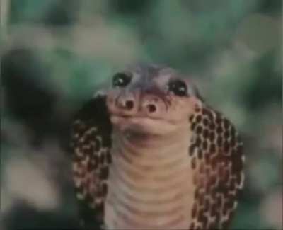 Animals can be so emotional
