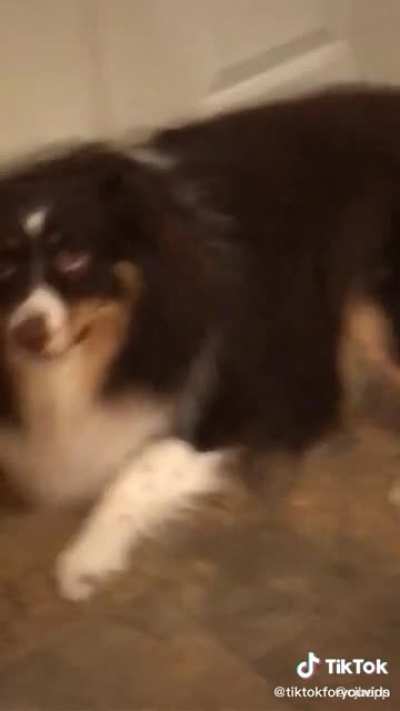 Man assaults dog&hellip;with kindness?