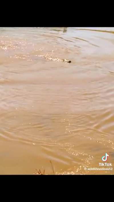 Gazelle river crossing goes horribly wrong.