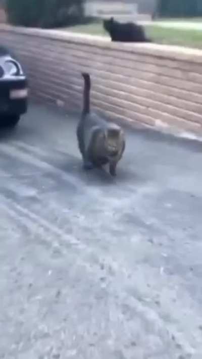 Protein powder on the cat food