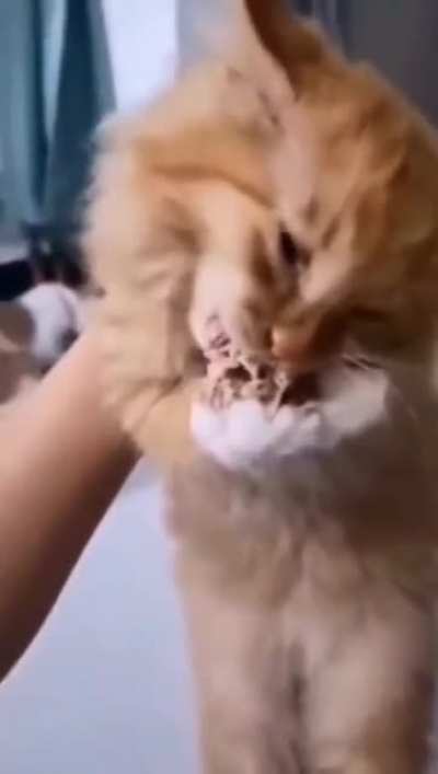 That cat that drops their food and cries but without that dumb ass instagram text