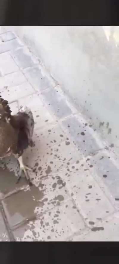 Refrescando um falc&atilde;ozinho que estava sofrendo de insola&ccedil;&atilde;o :(