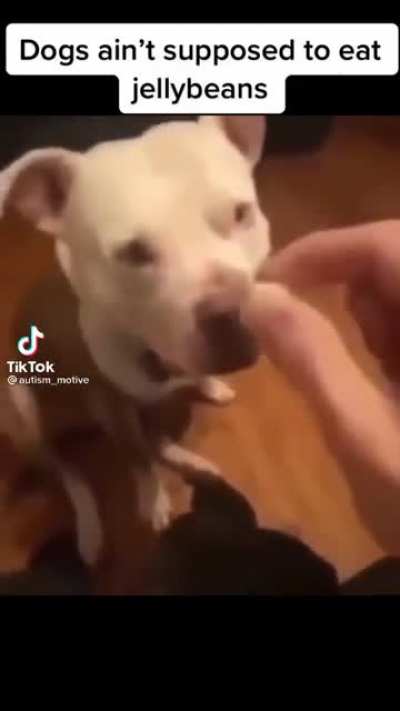 jelly bean dawg