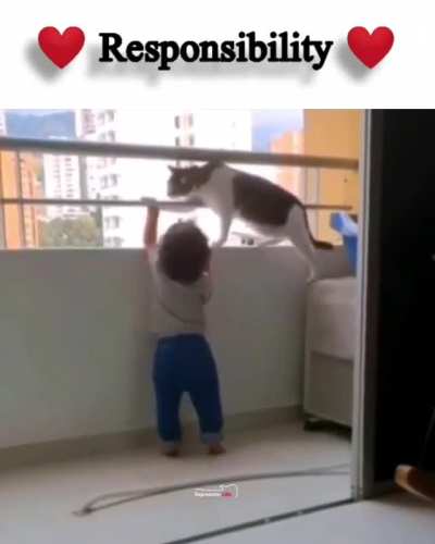 babysitter cat