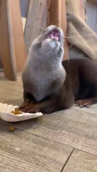 007 otter