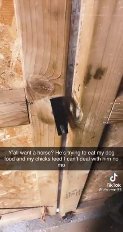 Horse isn&rsquo;t satisfied with his own food