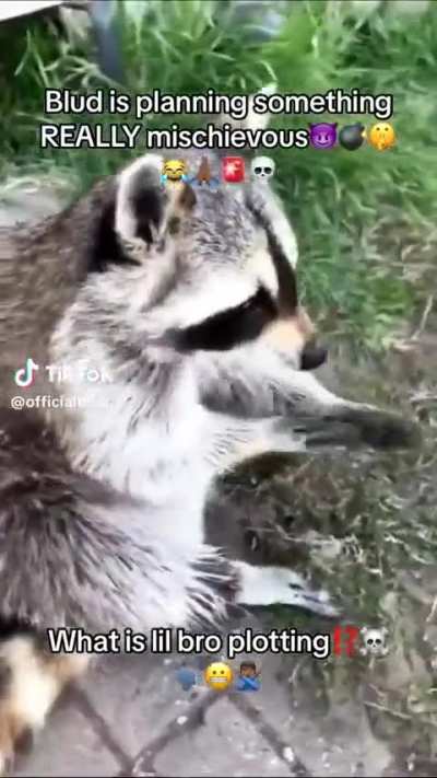 maligno ele