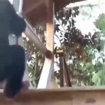 Everybody’s Got Something to Hide Except Me and My Monkey