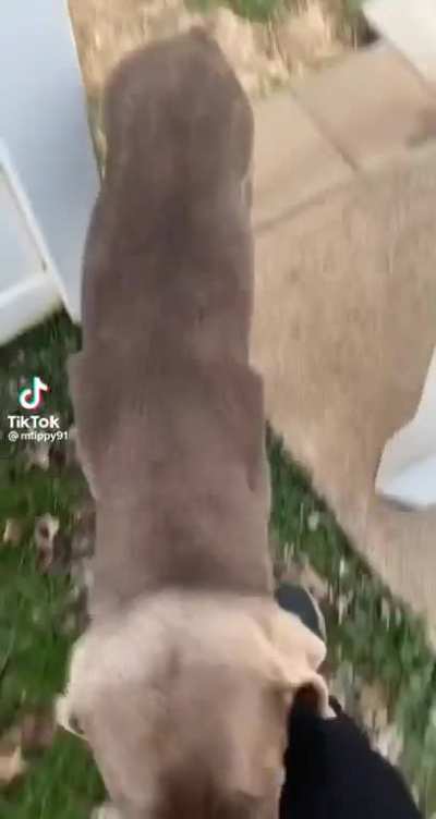 I've never seen a dog beg for pats like this