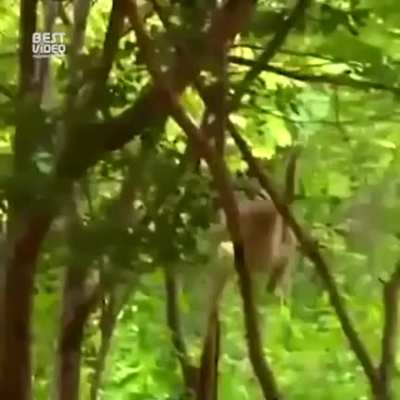 Gibbons lead very daring lives.