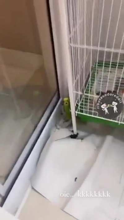 Oieeeeeee