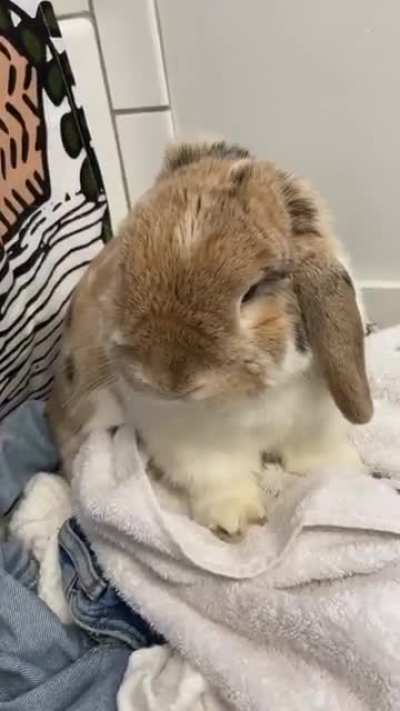 Popsicle was not happy about getting groomed today. His little one paw thumps, I cant