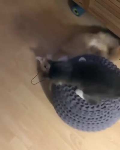 you spin me right round