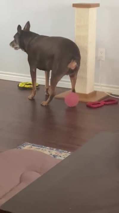 Our dog does this all the time. We don&rsquo;t know why. We&rsquo;ve never heard of another dog doing it.