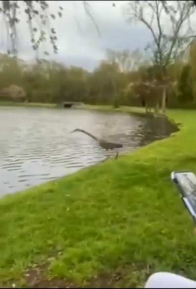 to jump in the water gracefully 