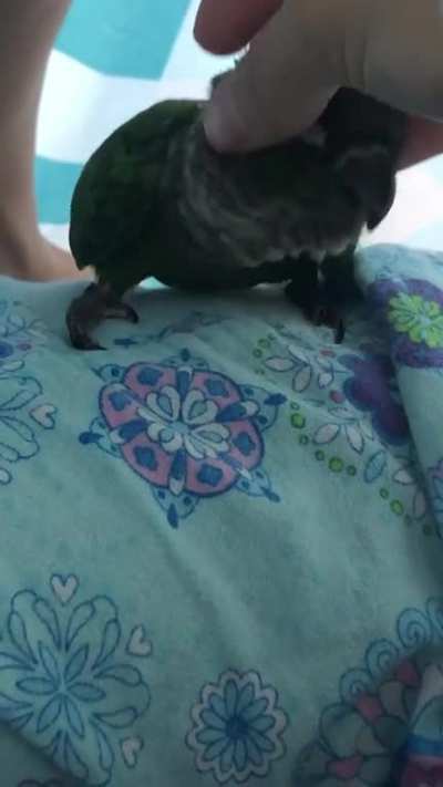 Everyone meet Kiwi, my mom&rsquo;s first Conure 💚💙 fun fact: Corah (my Conure) is Kiwi&rsquo;s older sister! they are one year apart