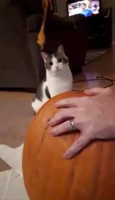 Pumpkin Carving