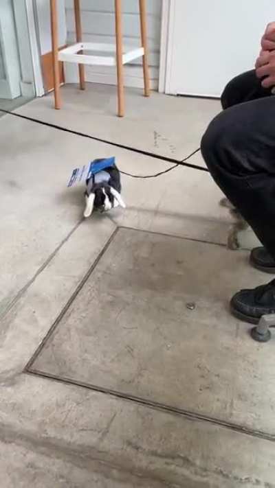 My lil bunny (4months) the first day trying on his new harness forgot how to walk like a normal bunny 🥺😂