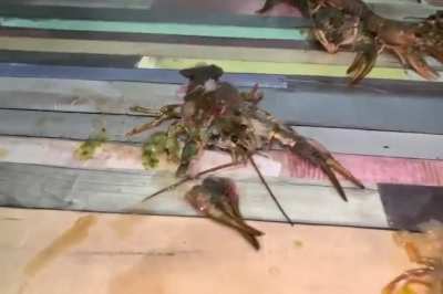 Very rare video!