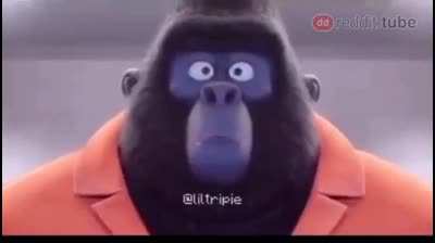 Funny Monkey
