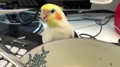 Cockatiel attempts to steal owner&rsquo;s soup