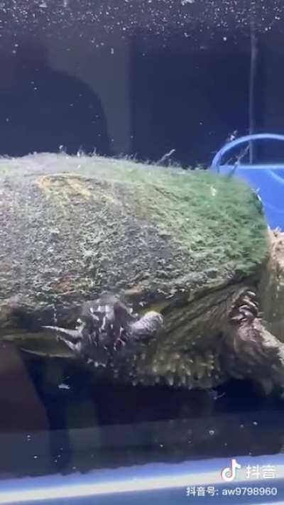 Derpy Turtle
